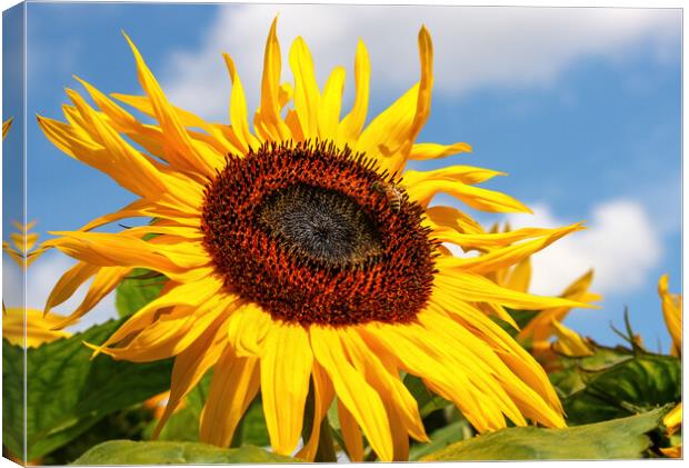 giant sunflower Canvas Print by tim miller