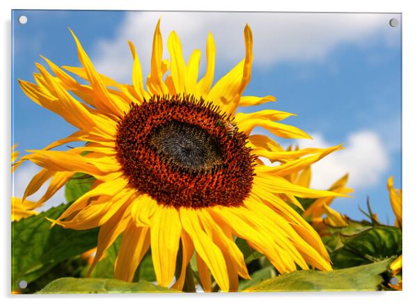 giant sunflower Acrylic by tim miller