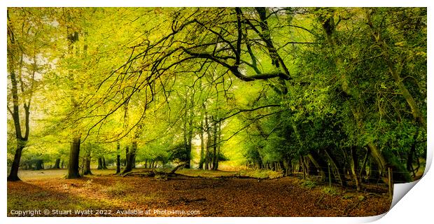 New Forest: Longbeech Wood Print by Stuart Wyatt