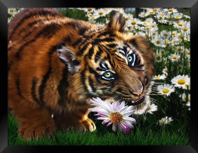 Tiger Flower Framed Print by Julie Hoddinott