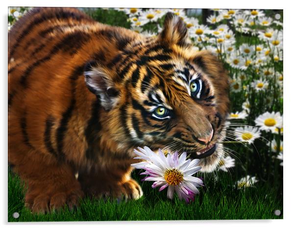 Tiger Flower Acrylic by Julie Hoddinott