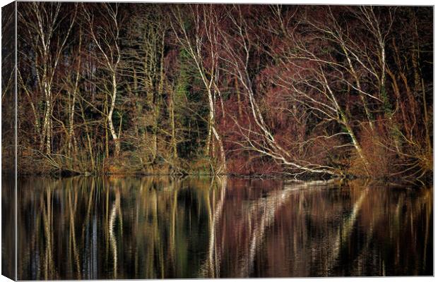 silver birch reflections Canvas Print by tim miller