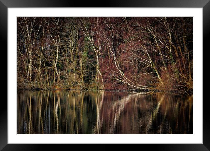 silver birch reflections Framed Mounted Print by tim miller