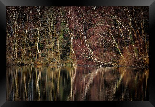 silver birch reflections Framed Print by tim miller