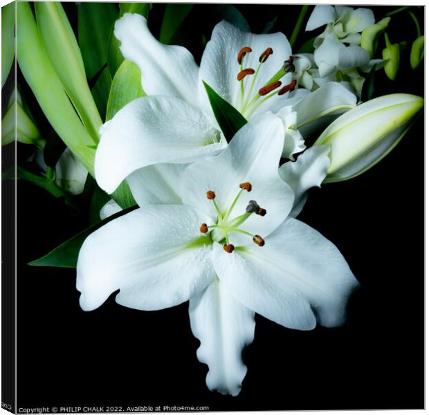 White Lily 676 Canvas Print by PHILIP CHALK