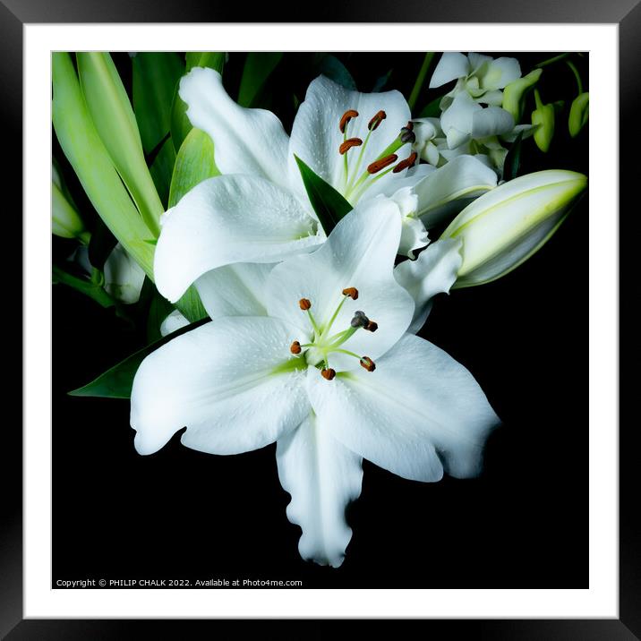 White Lily 676 Framed Mounted Print by PHILIP CHALK