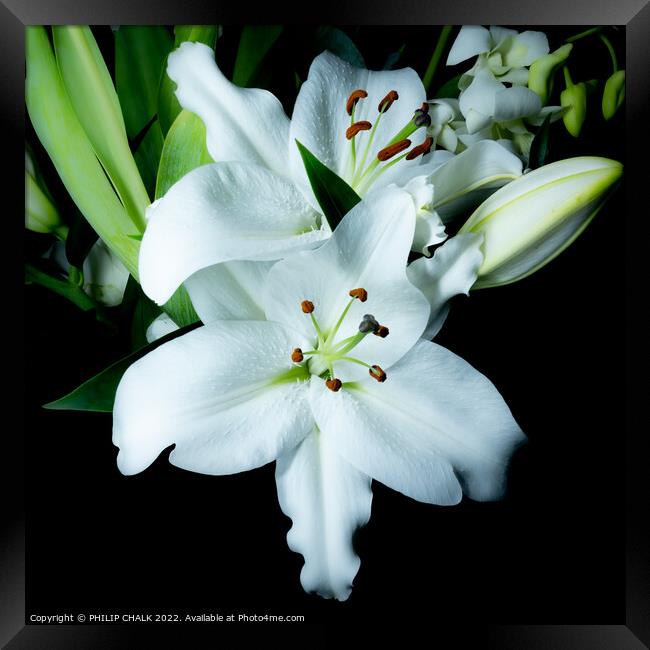 White Lily 676 Framed Print by PHILIP CHALK