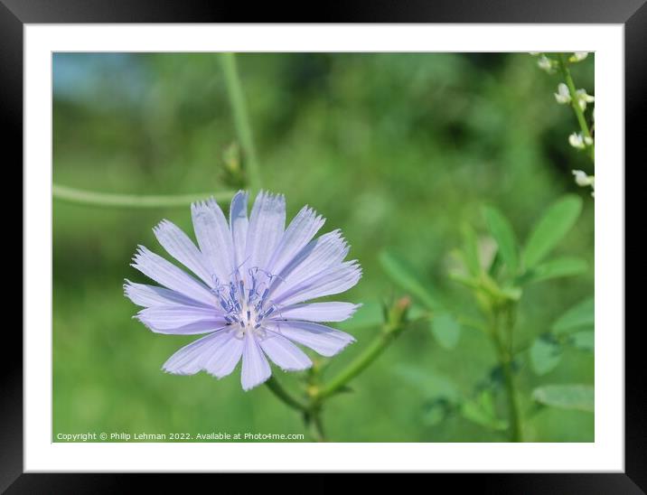 Periwinkle Clolored Flower (Chicory Root) Framed Mounted Print by Philip Lehman