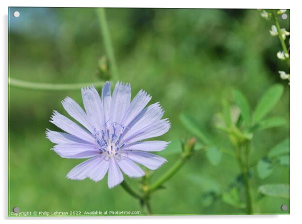 Periwinkle Clolored Flower (Chicory Root) Acrylic by Philip Lehman