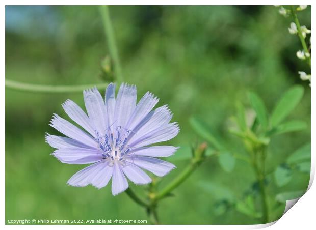 Periwinkle Clolored Flower (Chicory Root) Print by Philip Lehman