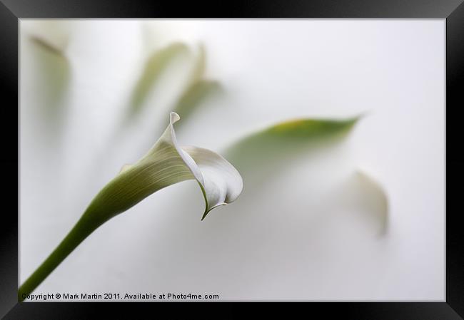 One White Lily Framed Print by Mark Martin