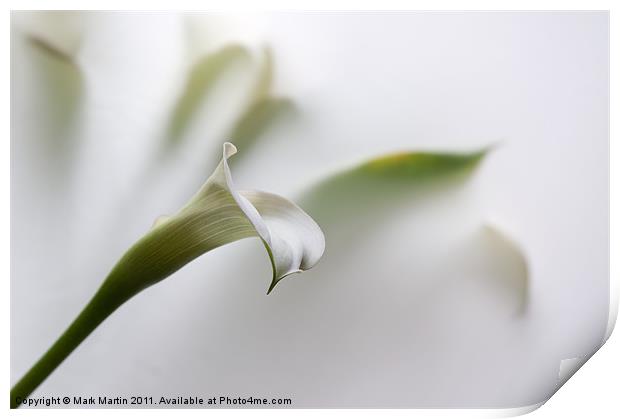 One White Lily Print by Mark Martin