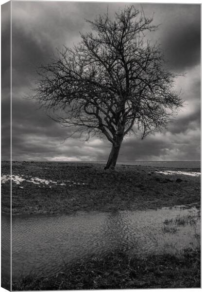 Bare Tree in Winter Monochrome Canvas Print by Dietmar Rauscher