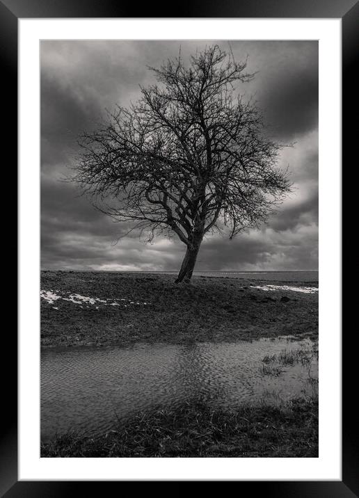 Bare Tree in Winter Monochrome Framed Mounted Print by Dietmar Rauscher