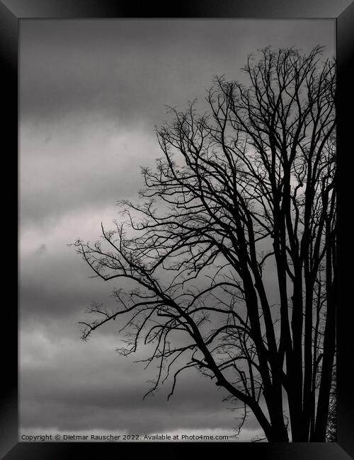 Bare Tree in Winter Monochrome Framed Print by Dietmar Rauscher