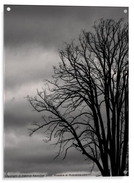 Bare Tree in Winter Monochrome Acrylic by Dietmar Rauscher