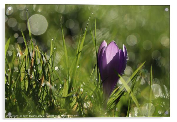 Blue Crocus Acrylic by Glyn Evans