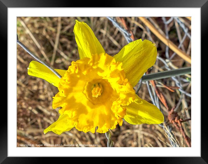 Radiant Spring Bloom Framed Mounted Print by Roger Mechan
