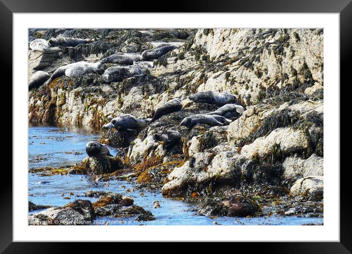 Serenity of Seals Framed Mounted Print by Roger Mechan