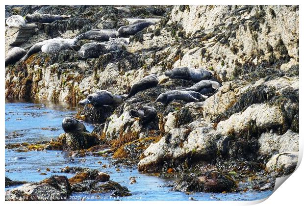 Serenity of Seals Print by Roger Mechan