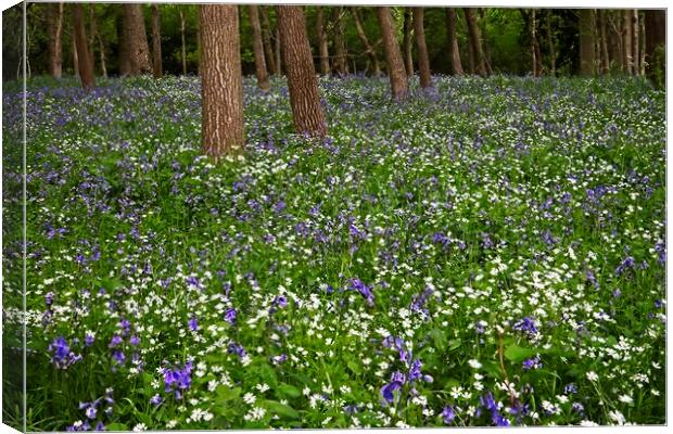 Woodland Wild Flowers and Bluebells Canvas Print by Martyn Arnold