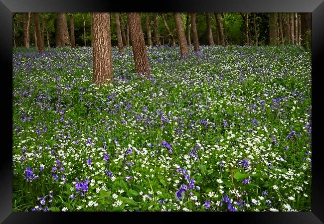 Woodland Wild Flowers and Bluebells Framed Print by Martyn Arnold