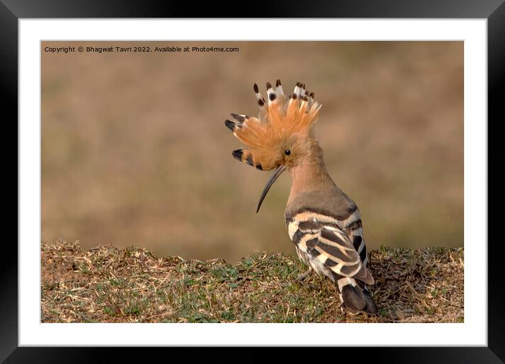Common Hoopoe Framed Mounted Print by Bhagwat Tavri