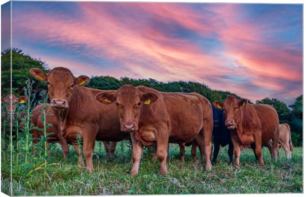 curious cornish cattle cattle Canvas Print by Kevin Snelling
