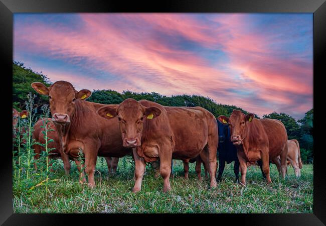 curious cornish cattle cattle Framed Print by Kevin Snelling