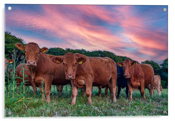 curious cornish cattle cattle Acrylic by Kevin Snelling