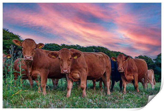 curious cornish cattle cattle Print by Kevin Snelling