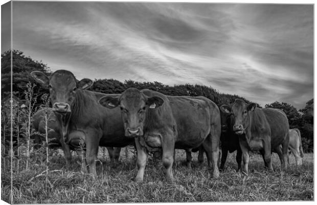 curious Cattle Grazing in Lush Cornish Pasture Canvas Print by Kevin Snelling