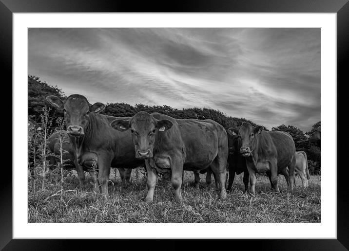 curious Cattle Grazing in Lush Cornish Pasture Framed Mounted Print by Kevin Snelling