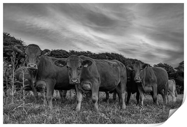 curious Cattle Grazing in Lush Cornish Pasture Print by Kevin Snelling