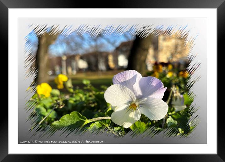Silver white pansy Framed Mounted Print by Marinela Feier