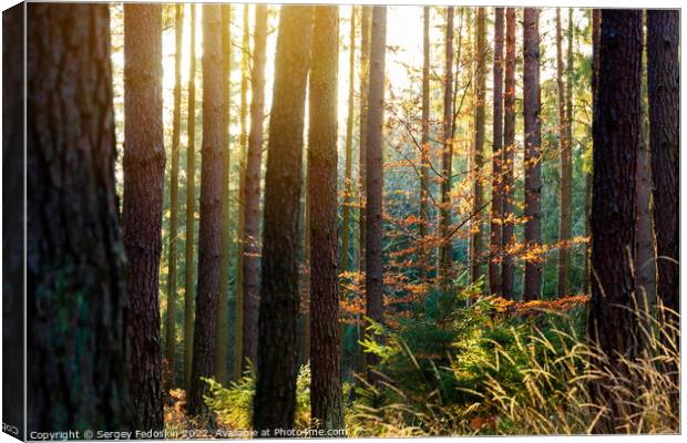 Sunny forest with pine and spruce tree. Canvas Print by Sergey Fedoskin