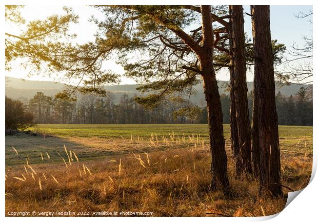 Sunset in the autumn pine forest. Countryside landscape. Czechia. Print by Sergey Fedoskin