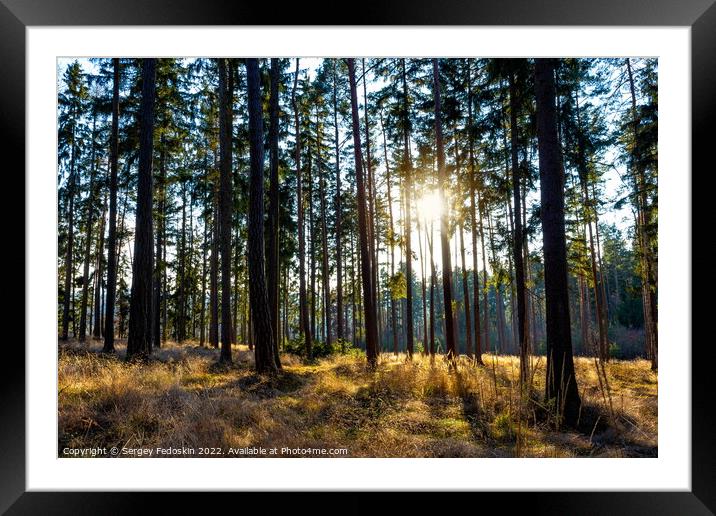 Sunny forest with pine and spruce tree. Framed Mounted Print by Sergey Fedoskin