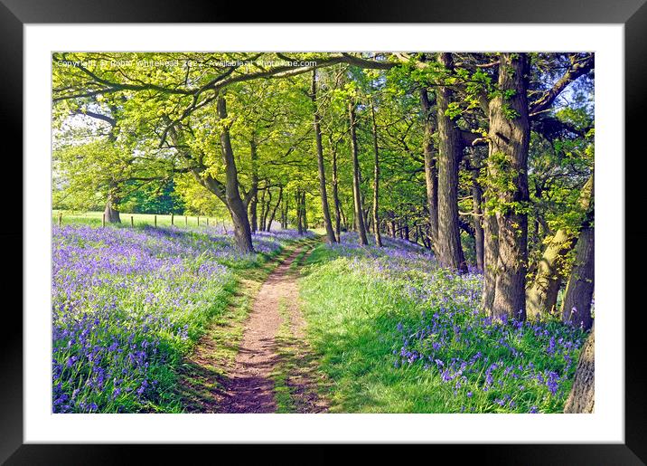 Path through the bluebell woods Framed Mounted Print by Robin Whitehead