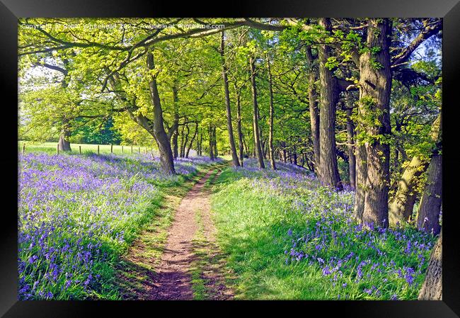 Path through the bluebell woods Framed Print by Robin Whitehead