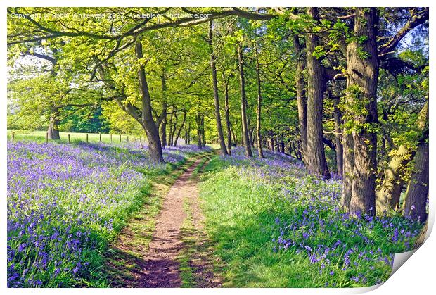 Path through the bluebell woods Print by Robin Whitehead