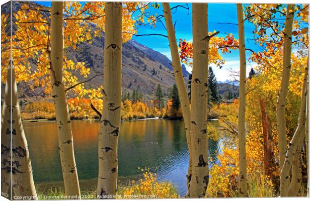 View Through the Aspens Canvas Print by Donna Kennedy