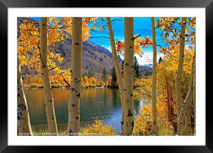 View Through the Aspens Framed Mounted Print by Donna Kennedy