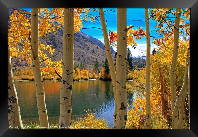 View Through the Aspens Framed Print by Donna Kennedy