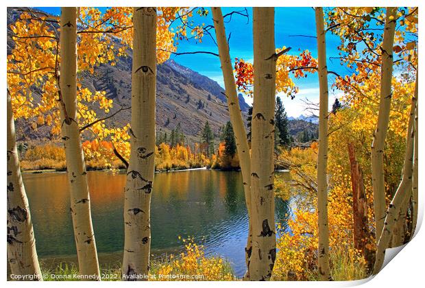 View Through the Aspens Print by Donna Kennedy