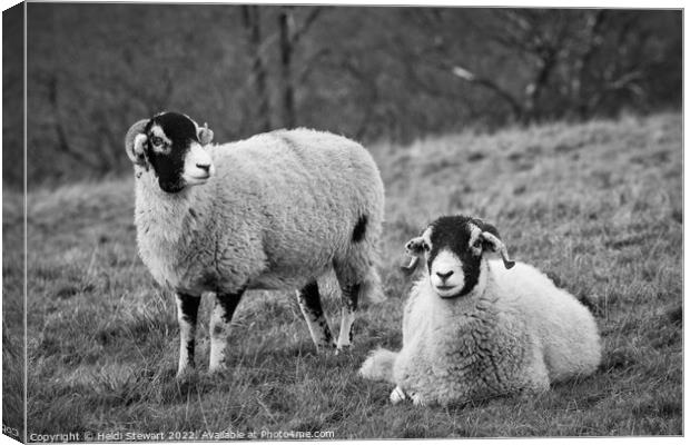 Swaledale Sheep, Yorkshire Dales Canvas Print by Heidi Stewart