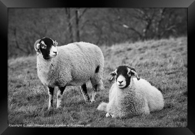 Swaledale Sheep, Yorkshire Dales Framed Print by Heidi Stewart