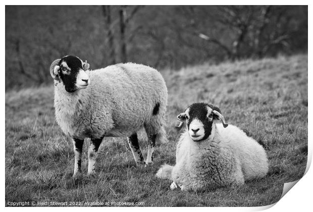 Swaledale Sheep, Yorkshire Dales Print by Heidi Stewart
