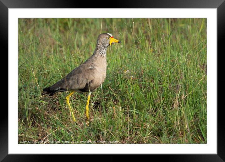 African wattled lapwing Framed Mounted Print by Adrian Turnbull-Kemp