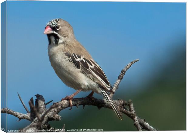 Scaly-feathered finch (Sporopipes squamifrons) Canvas Print by Adrian Turnbull-Kemp